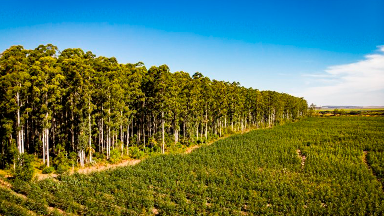 CMPC prospecta 5 mil hectares para fortalecimento da cadeia de fornecedores 
